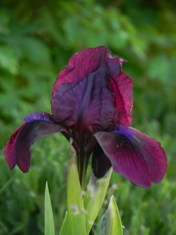 Iris pumila ‘Pastel Charm’