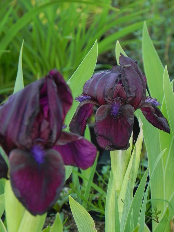 Iris pumila ‘Pastel Charm’