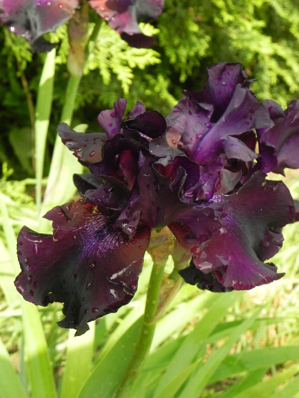 Iris pumila ‘Pastel Charm’