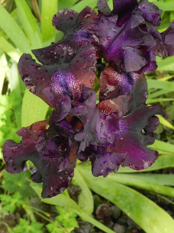 Iris pumila ‘Pastel Charm’
