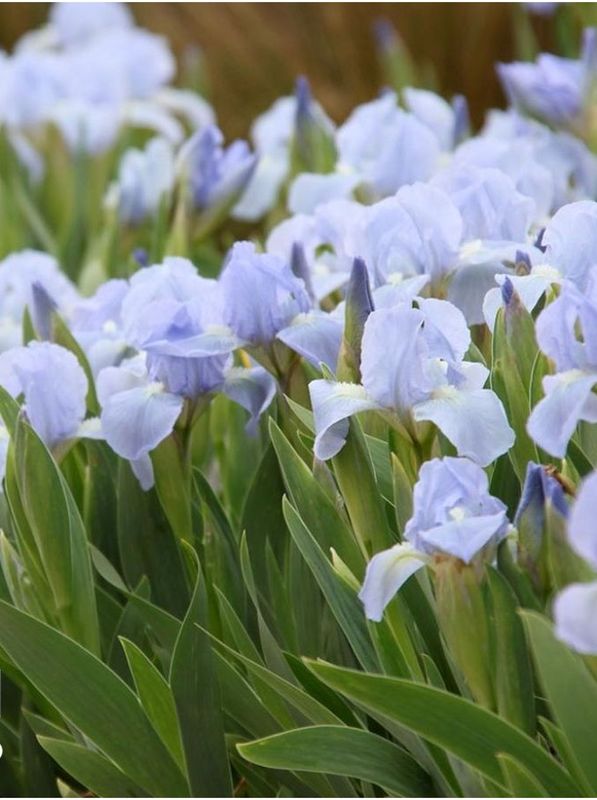 Iris pumila ‘Blue Denim’
