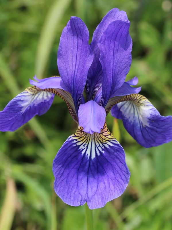 Iris sibirica ‘Annick’