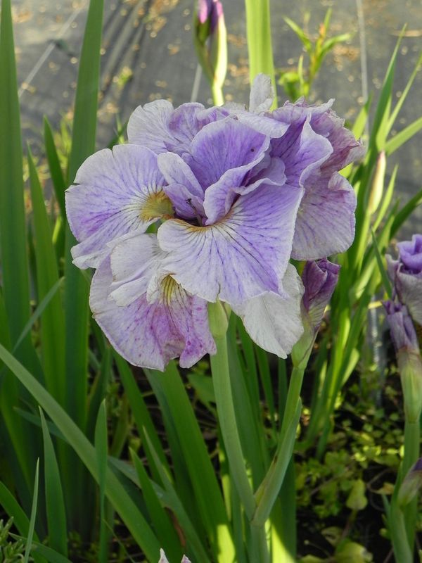 Iris sibirica ‘Pink Parfait’