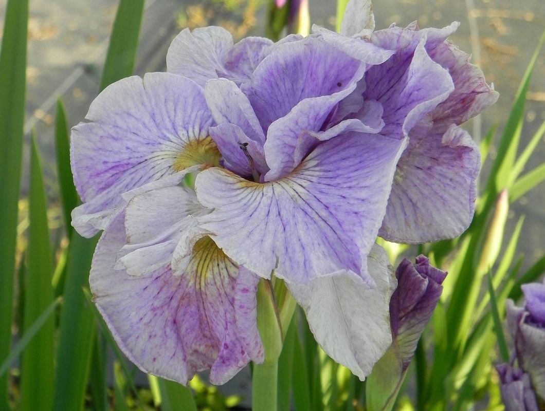 Iris sibirica ‘Pink Parfait’