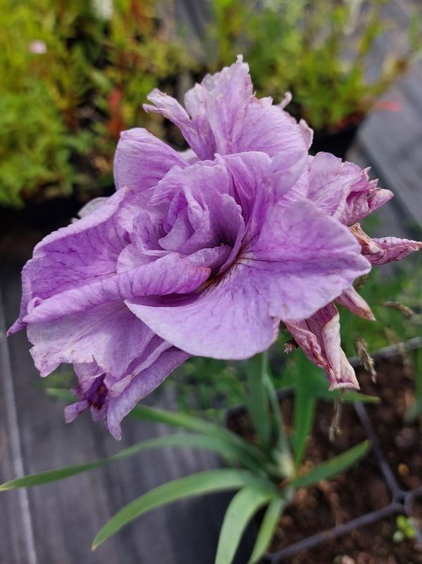 Iris sibirica ‘Pink Parfait’