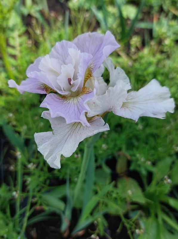 Iris sibirica ‘Dawn Waltz’