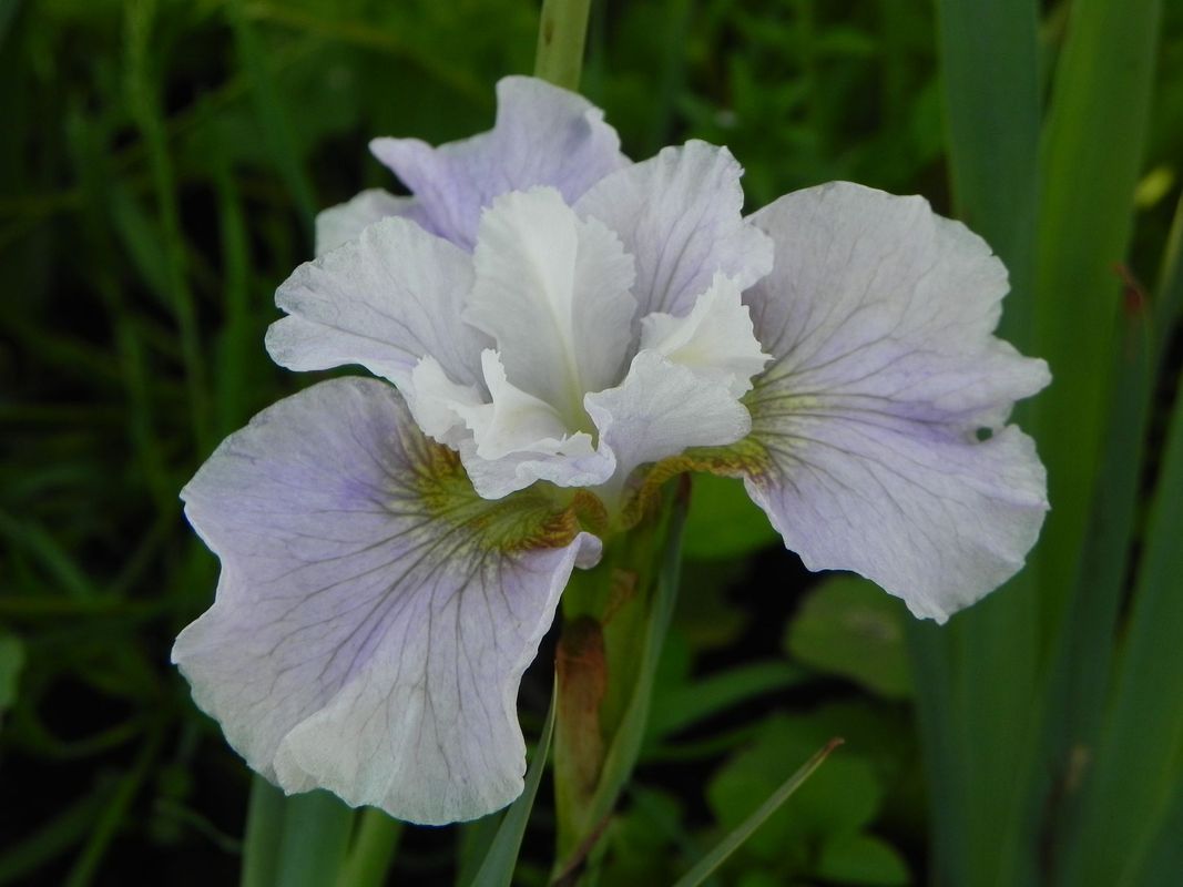 Iris sibirica ‘Dawn Waltz’
