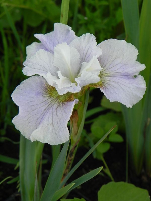 Iris sibirica ‘Dawn Waltz’