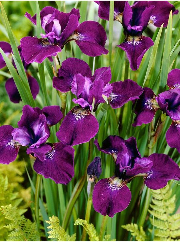 Iris sibirica ‘Hubbard’