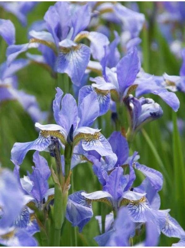 Iris sibirica ‘Perry`s Blue’