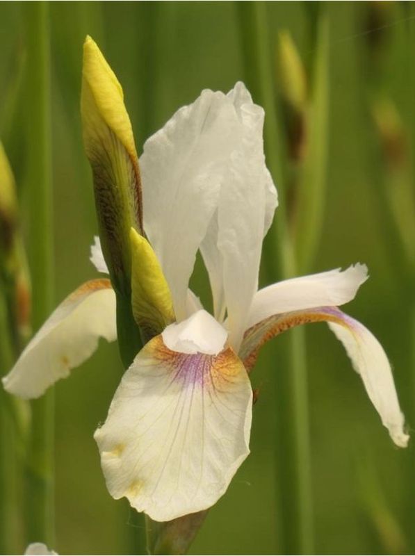 Iris sibirica ‘Snow Prince’