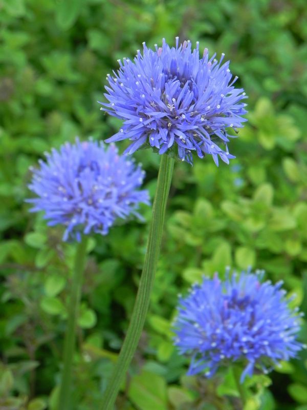 Jasione laevis ‘Blaulicht’