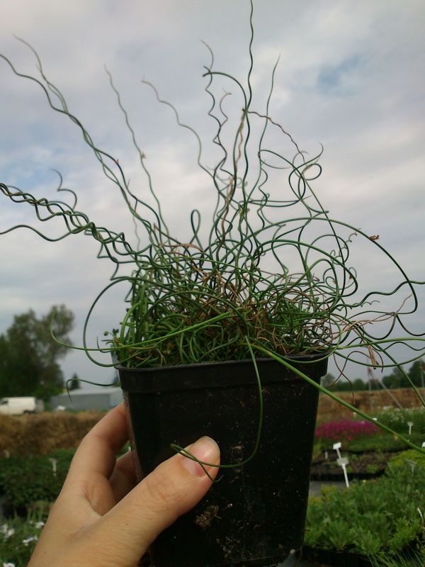 Juncus effusus ‘Spiralis’