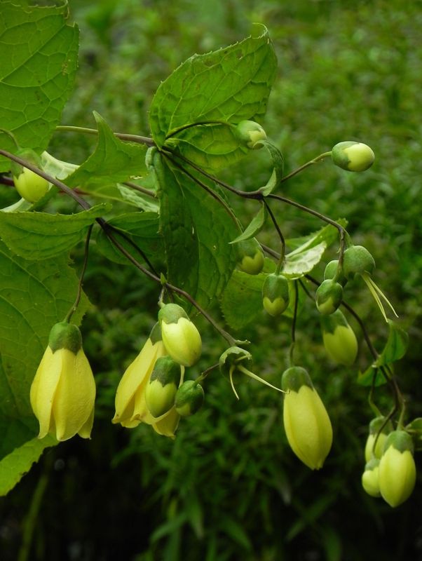 Kirengeshoma palmata
