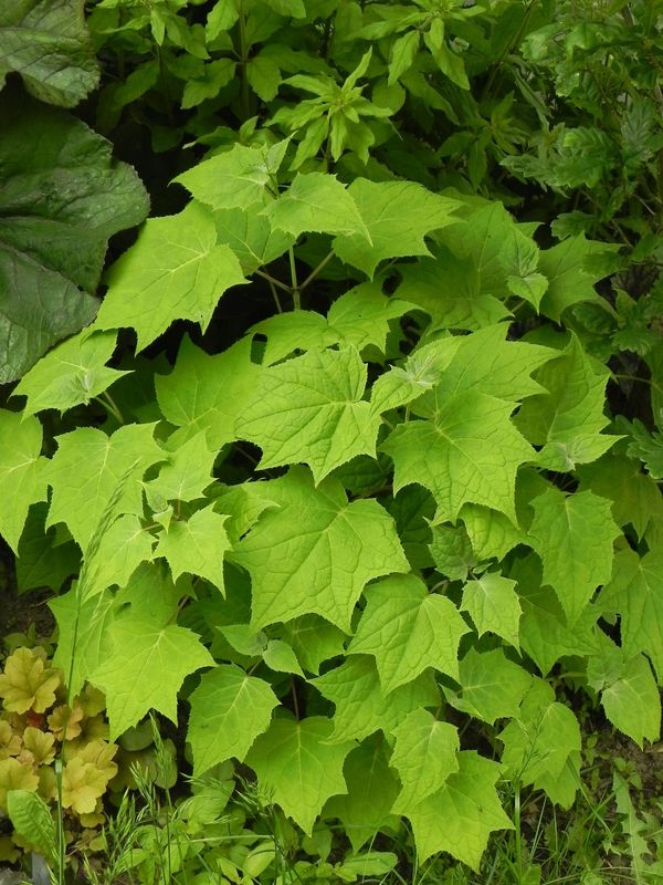 Kirengeshoma palmata