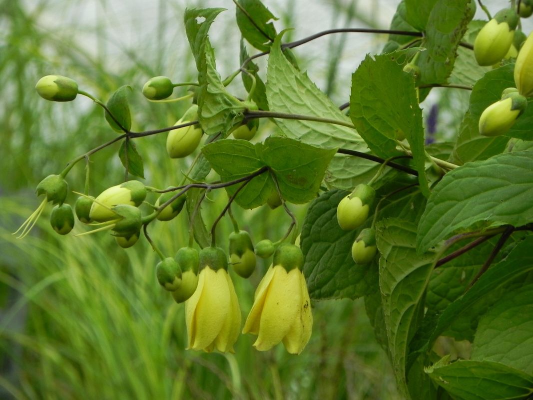 Kirengeshoma palmata