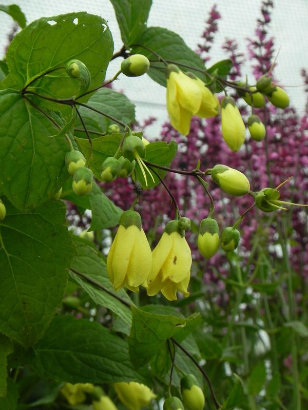 Kirengeshoma palmata