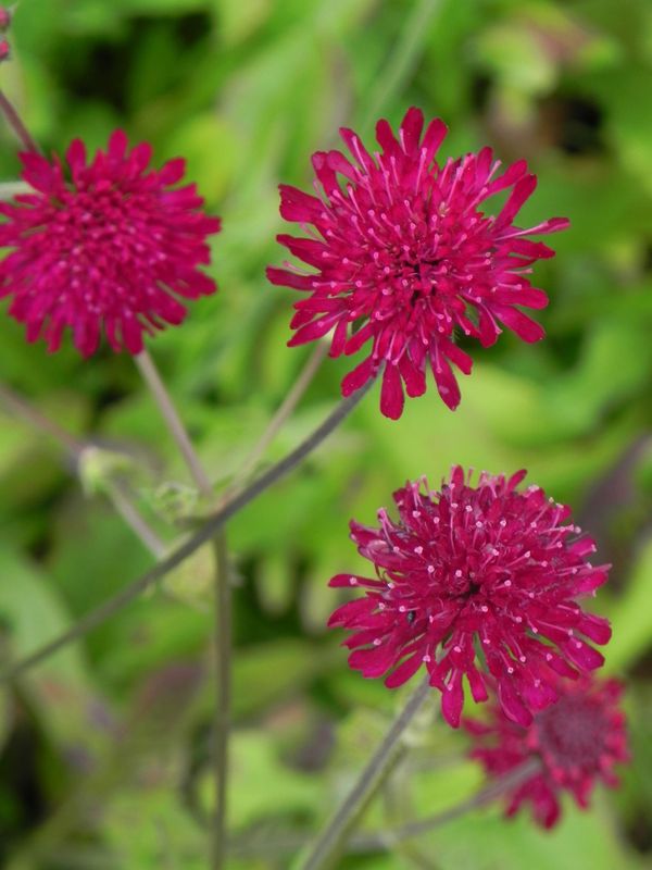 Knautia macedonica ‘Red Knight’