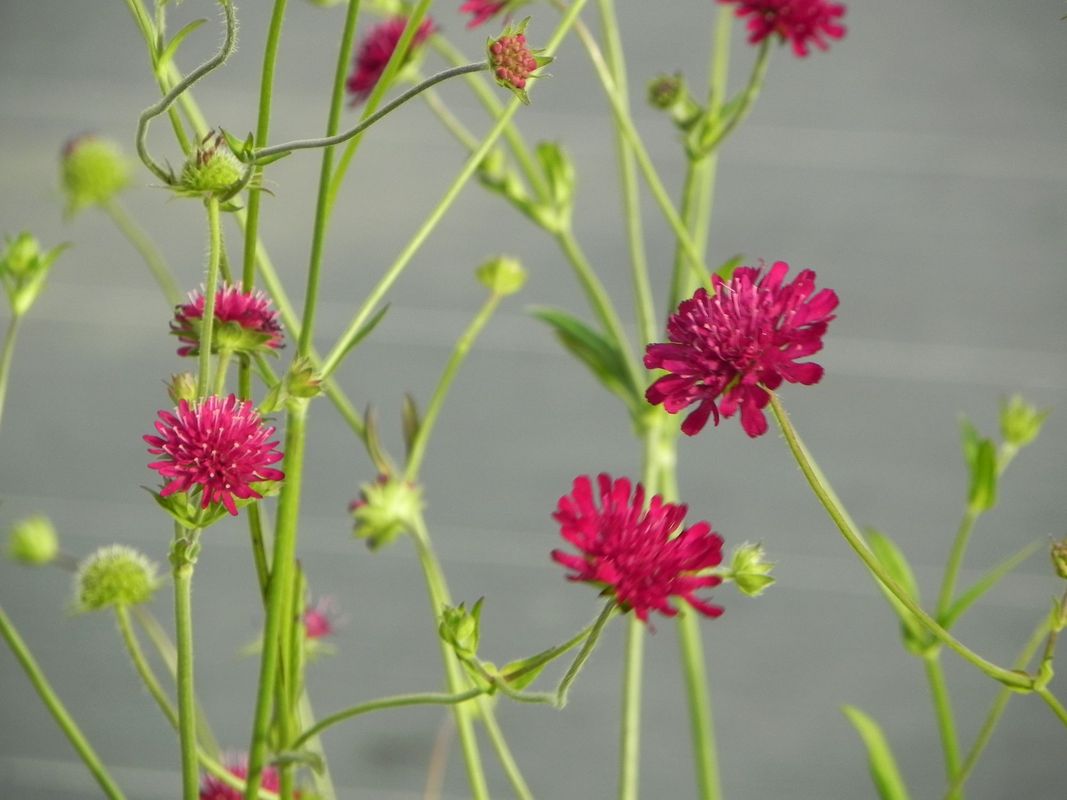 Knautia macedonica ‘Red Knight’