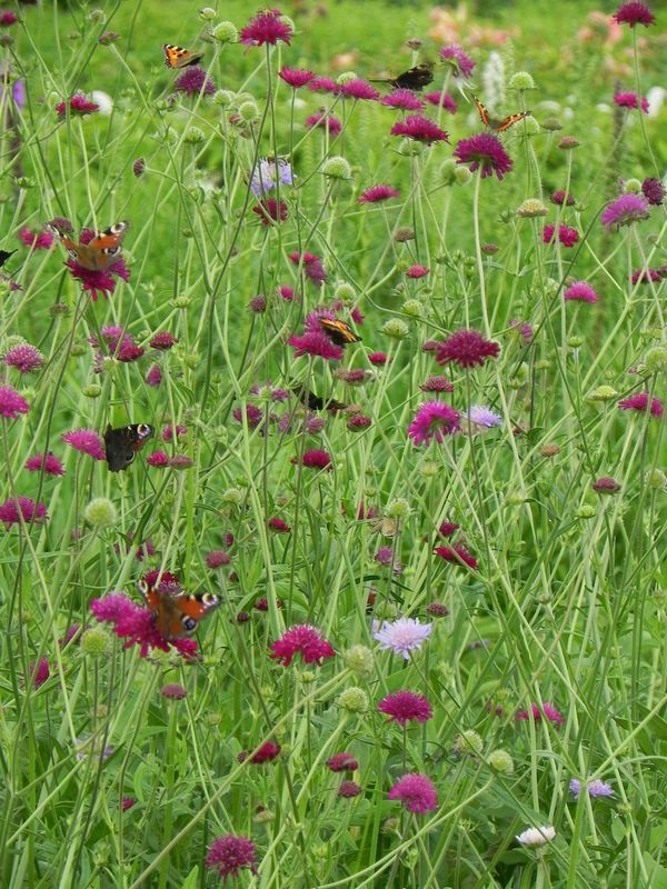 Knautia macedonica ‘Red Knight’