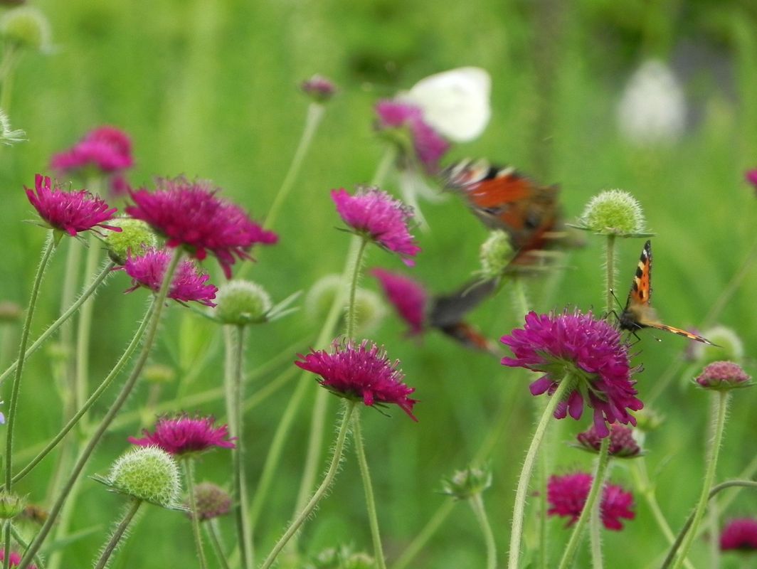Knautia macedonica ‘Red Knight’
