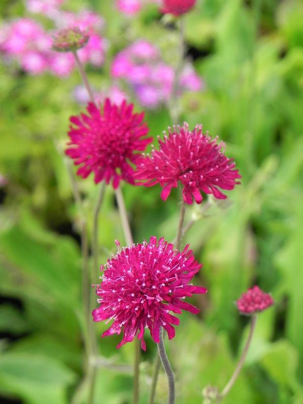 Knautia macedonica ‘Red Knight’