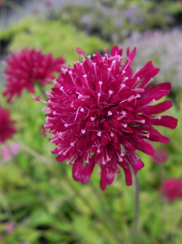 Knautia macedonica ‘Red Knight’