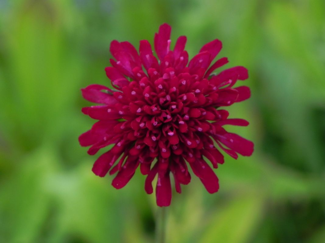 Knautia macedonica ‘Red Knight’