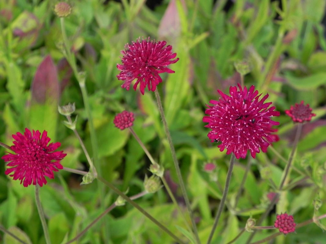 Knautia macedonica ‘Red Knight’