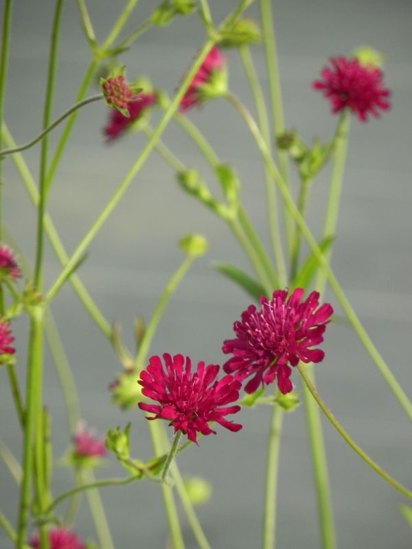 Knautia macedonica ‘Red Knight’