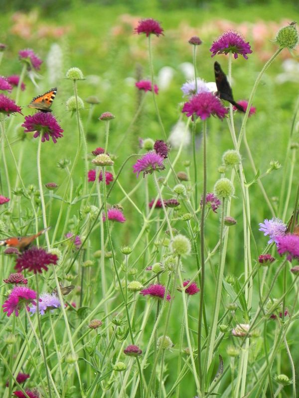 Knautia macedonica ‘Red Knight’