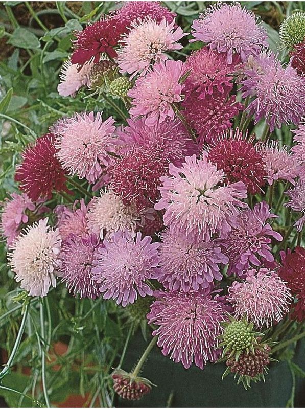 Knautia macedonica ‘Melton Pastels™’