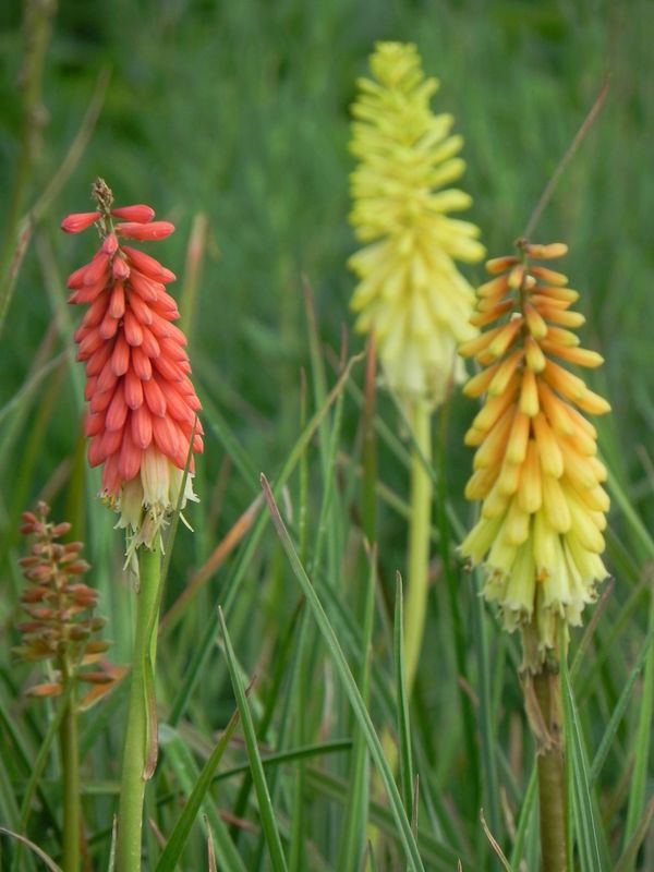 Kniphofia uvaria ‘Flamenco’