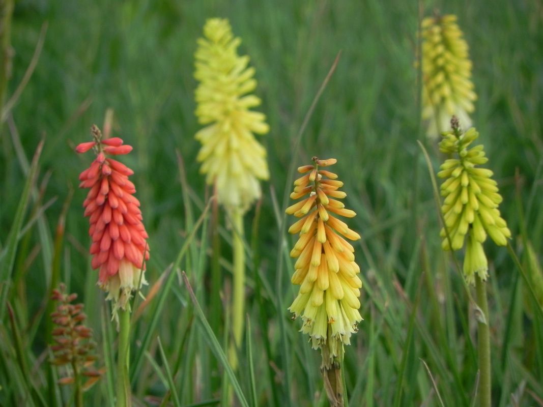 Kniphofia uvaria ‘Flamenco’