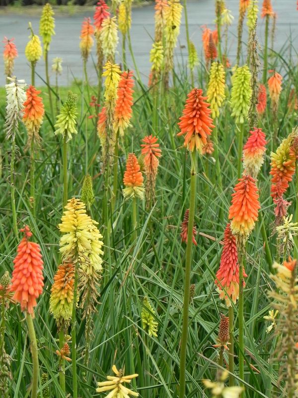 Kniphofia uvaria ‘Flamenco’