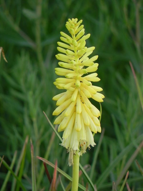 Kniphofia uvaria ‘Flamenco’