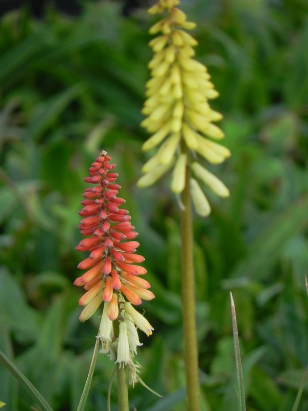 Kniphofia uvaria ‘Flamenco’