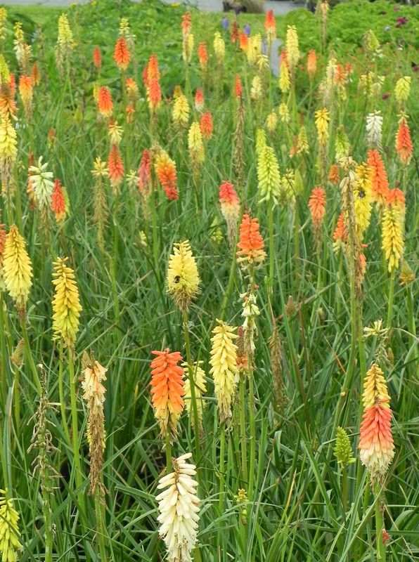 Kniphofia uvaria ‘Flamenco’