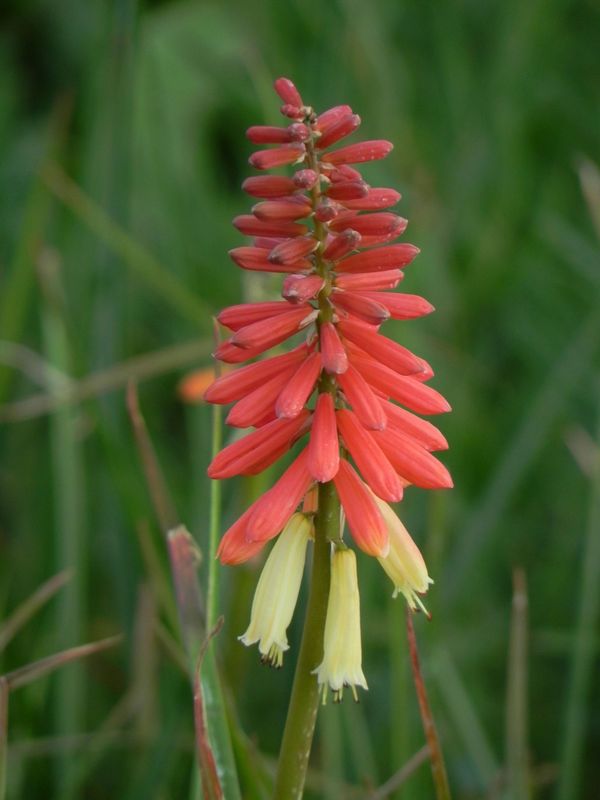 Kniphofia uvaria ‘Flamenco’