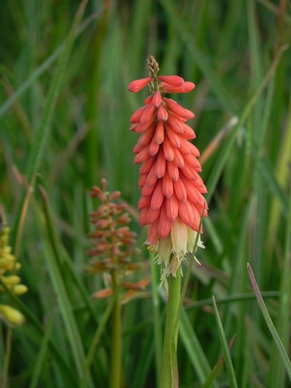 Kniphofia uvaria ‘Flamenco’