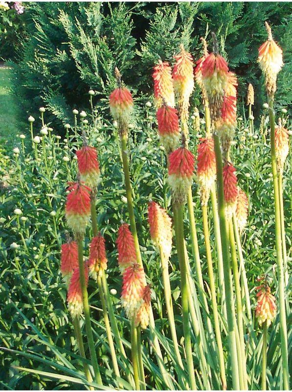 Kniphofia uvaria ‘Royal Castle’