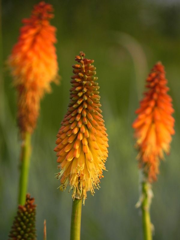 Kniphofia ‘Alcazar’