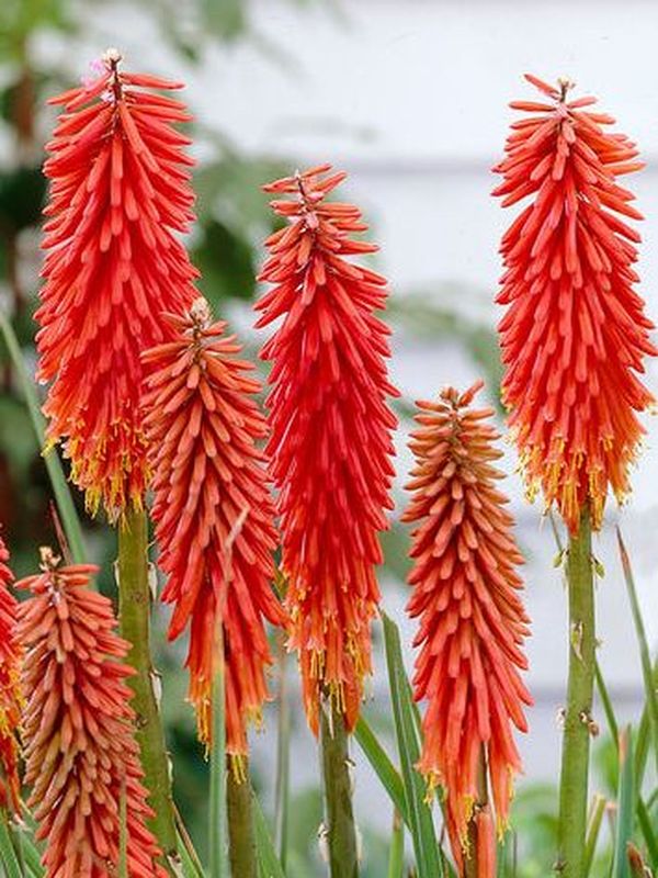 Kniphofia ‘Nancy`s Red’