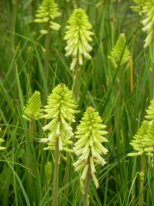 Kniphofia ‘Poco Citron’