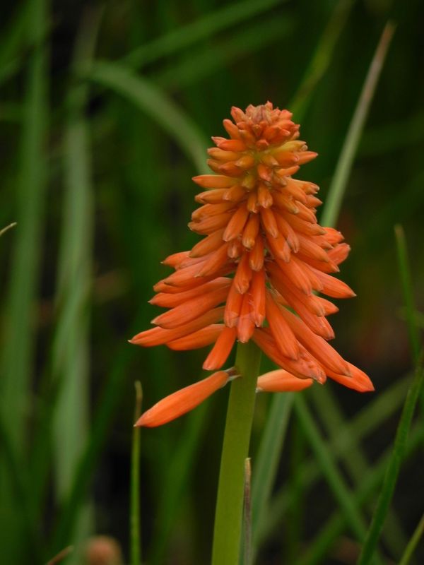 Kniphofia ‘Poco Sunset’