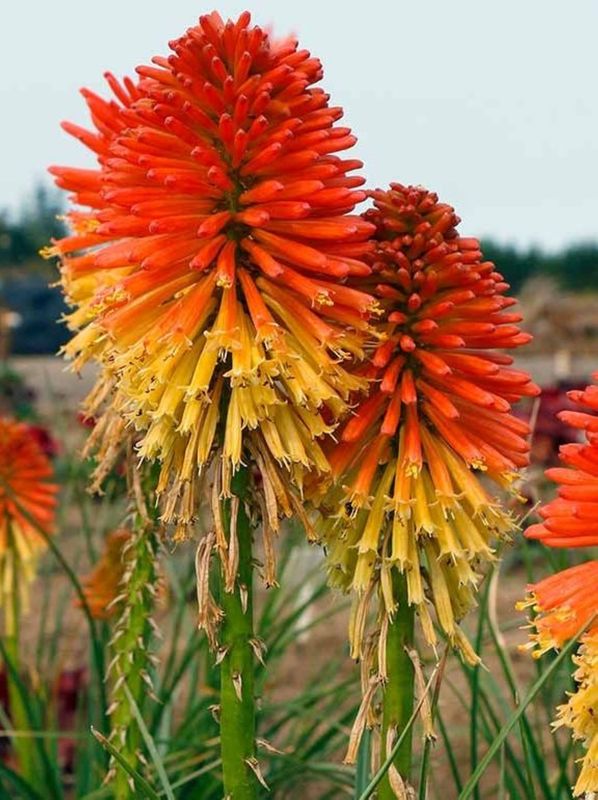 Kniphofia ‘Poco Daybreak’