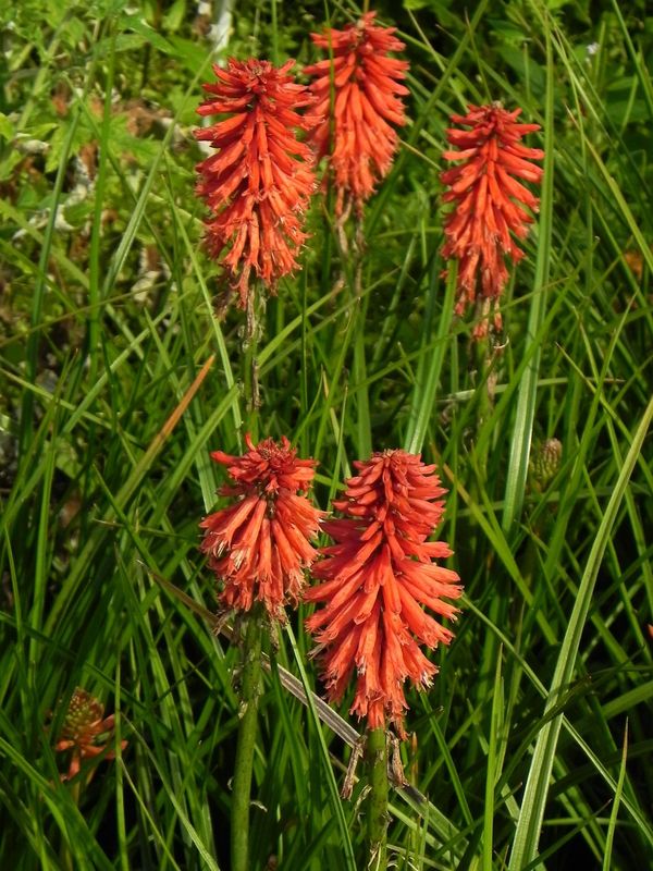 Kniphofia ‘Poco Red’