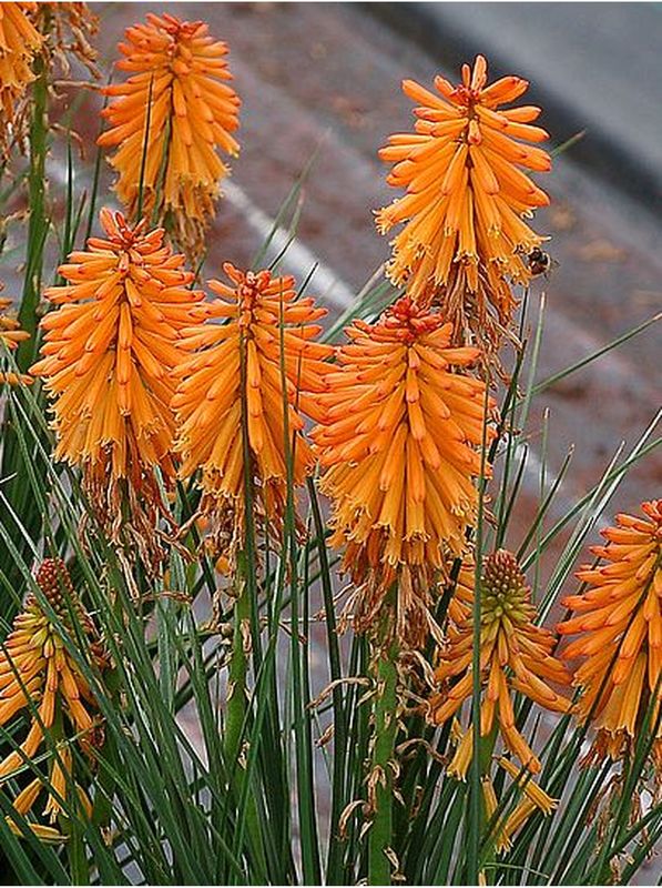 Kniphofia ‘Poco Orange’
