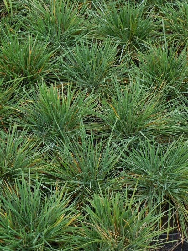 Koeleria glauca ‘Coolio’