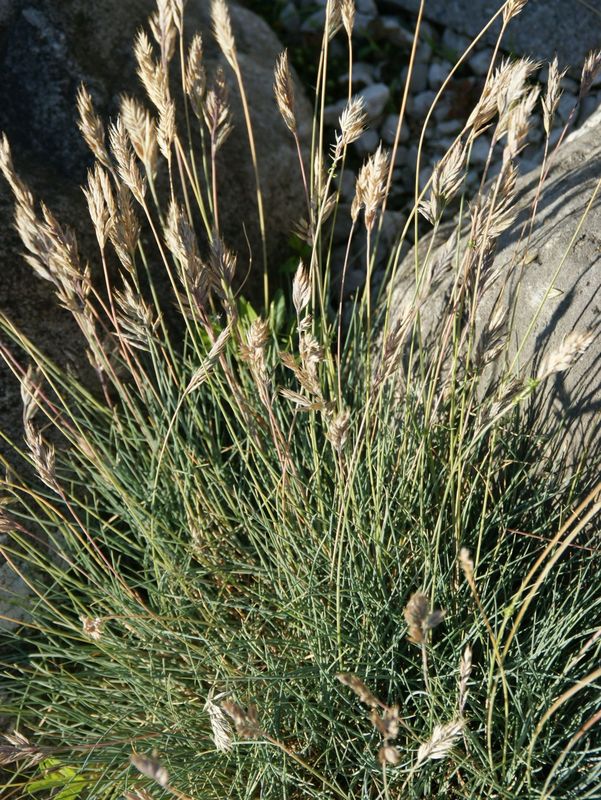 Koeleria pygmaea